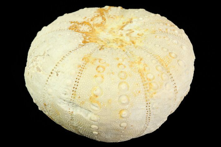 Heterodiadema Fossil Echinoid (Sea Urchin) - Morocco #69837